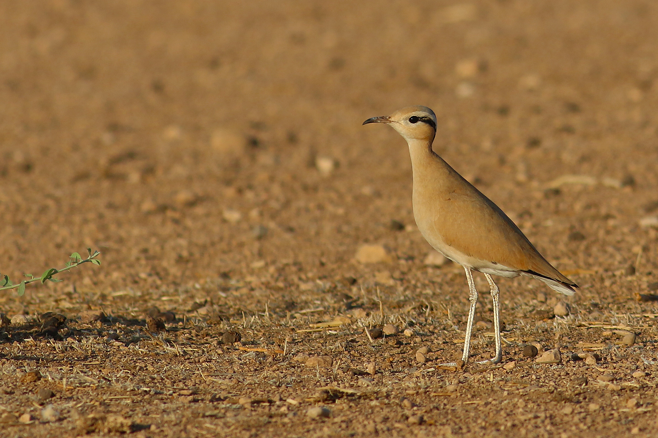 Cream-colored Courser
